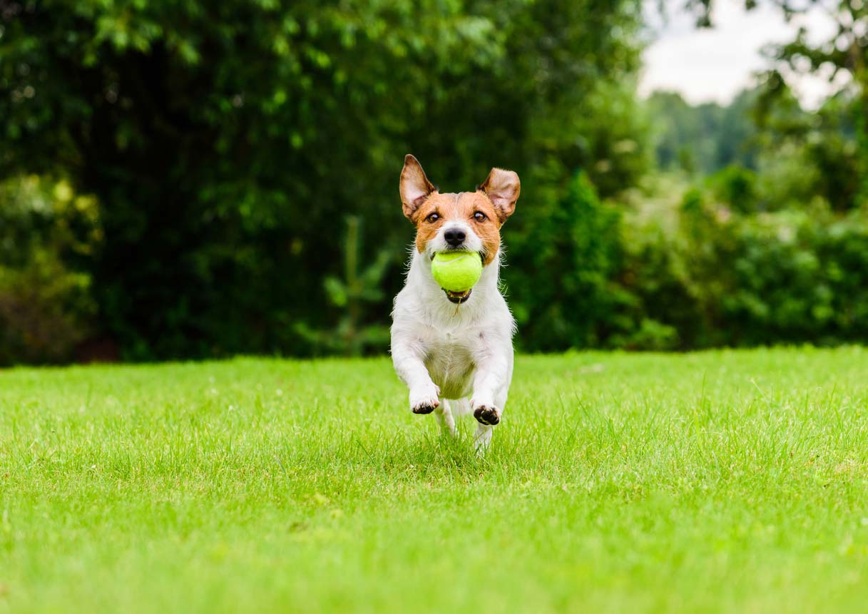 How Much Does an Invisible Fence Cost 2024 Bob Vila