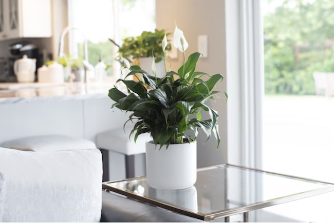 12 Houseplants That Collect The Most Dust—and Why Thats A Good Thing Bob Vila 2715