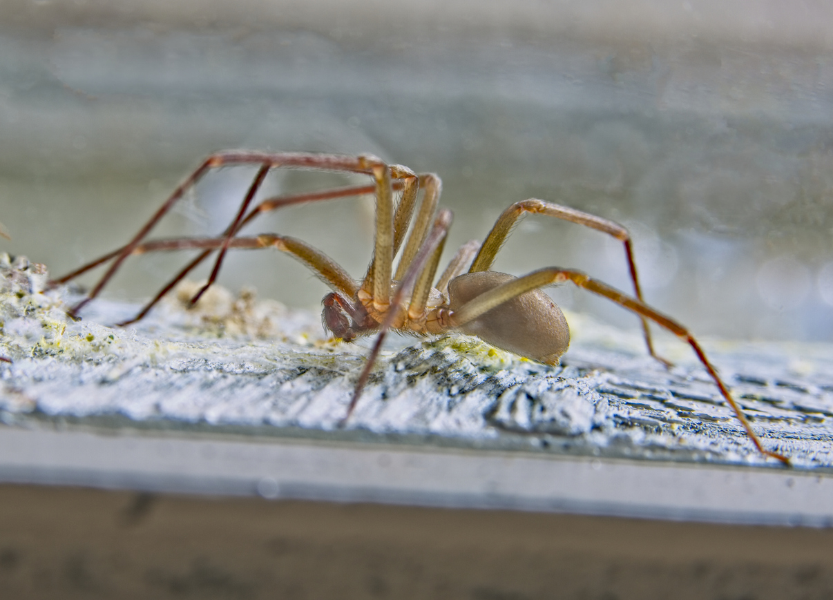 how to get rid of brown recluse spiders