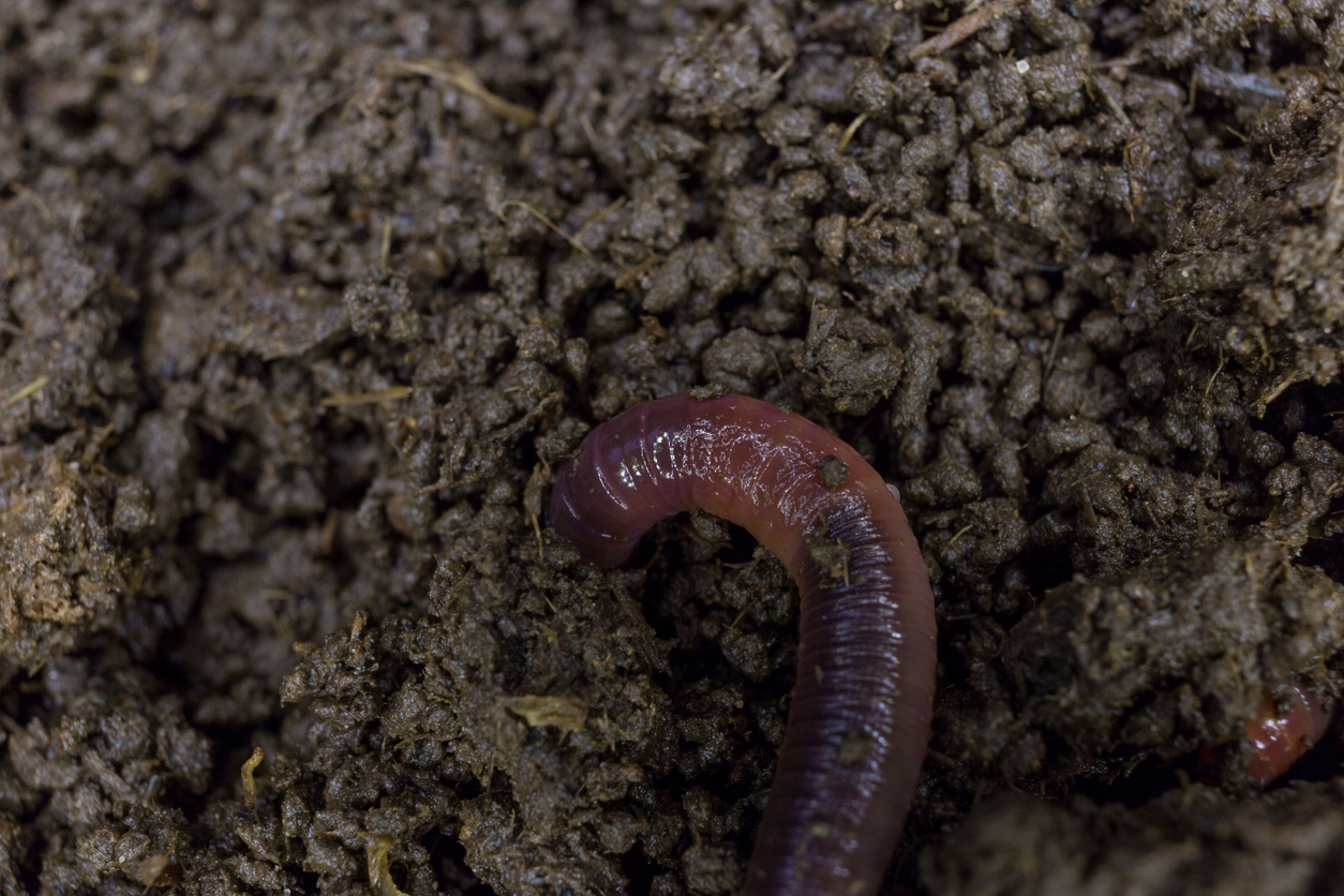 iStock-1066547634 earthworm benefits earthworm burrowing into soil