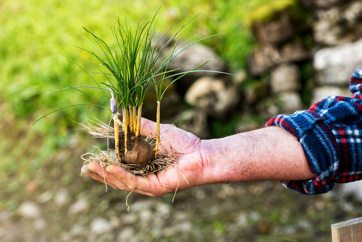 iStock-1082337466 how to grow saffron Man displaying a fresh saffron plant and bulb