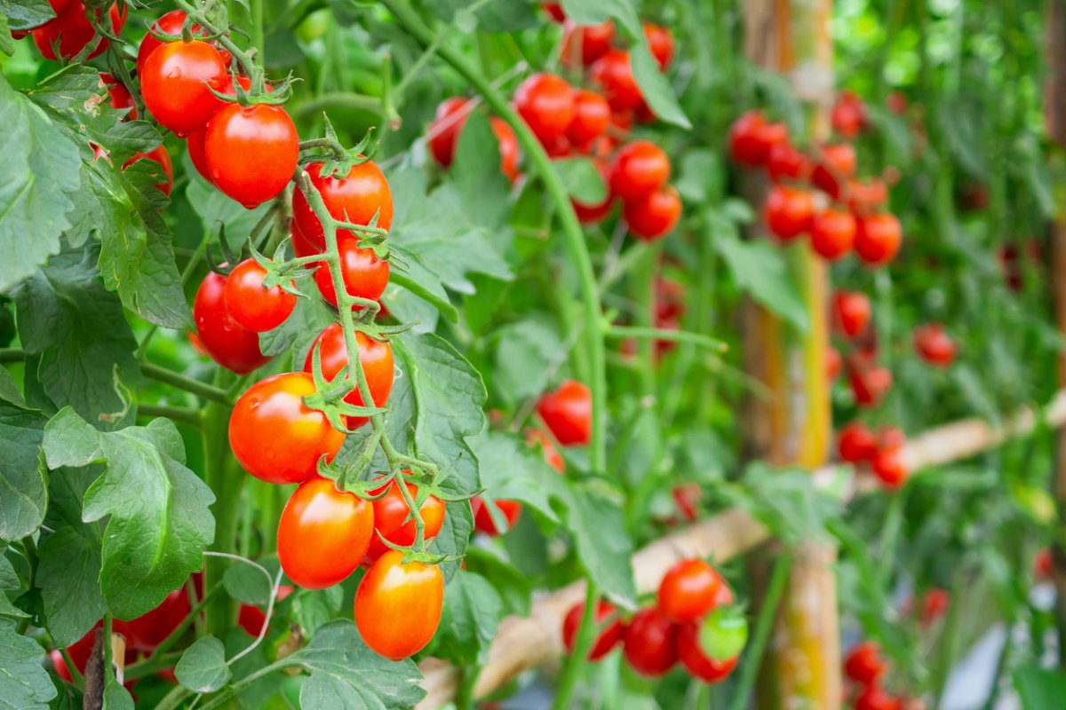 determinate vs indeterminate tomatoes red ripe tomatoes growing on vine