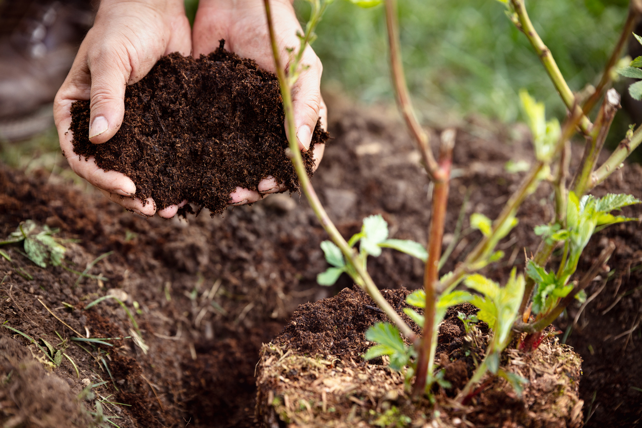 iStock-1092026508 earthworm benefits Closeup, male hands holding soil humus or mulch, blackberry plant beside