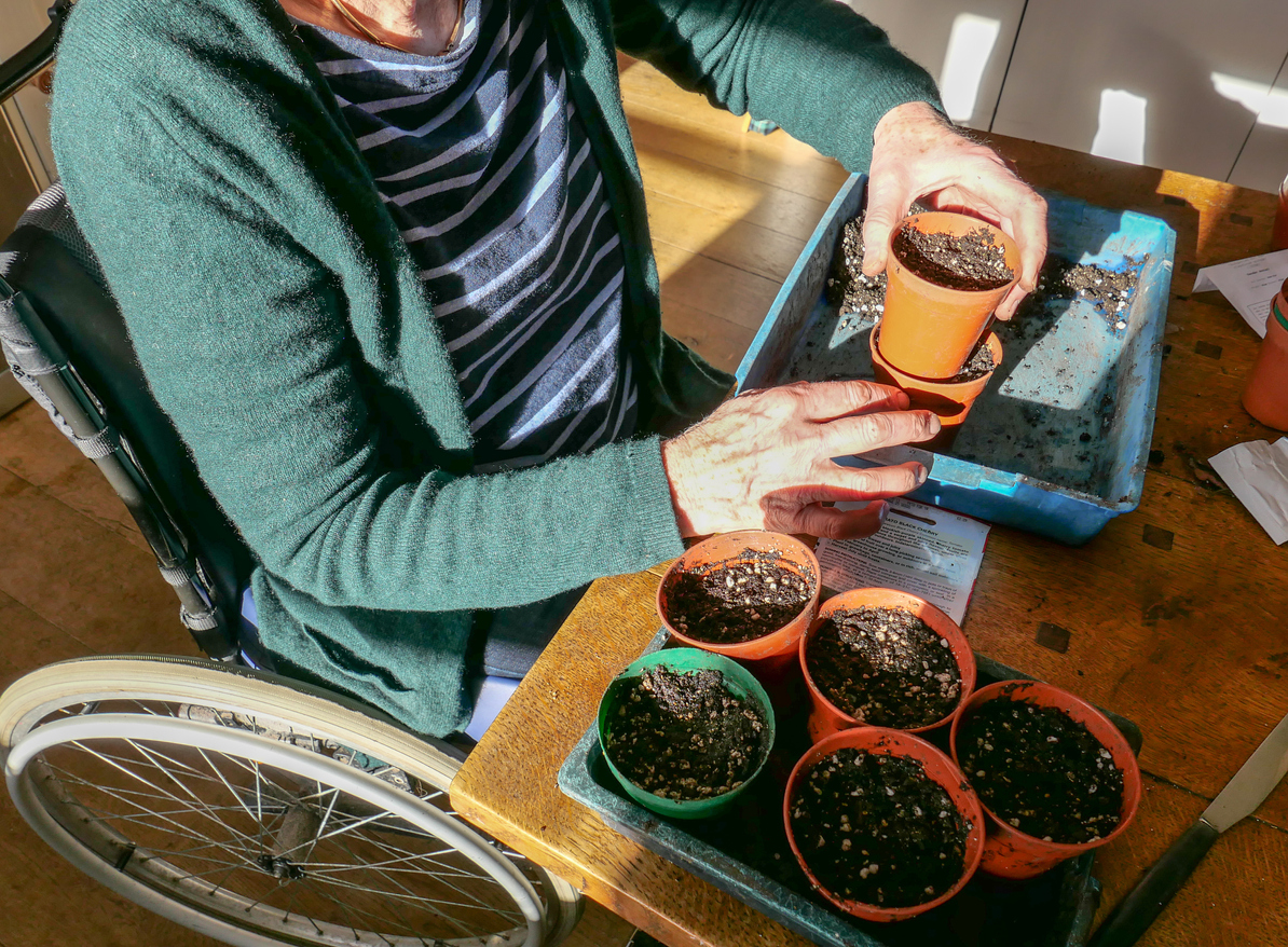 iStock-1138042436 organic gardening tips woman in wheelchair potting plants