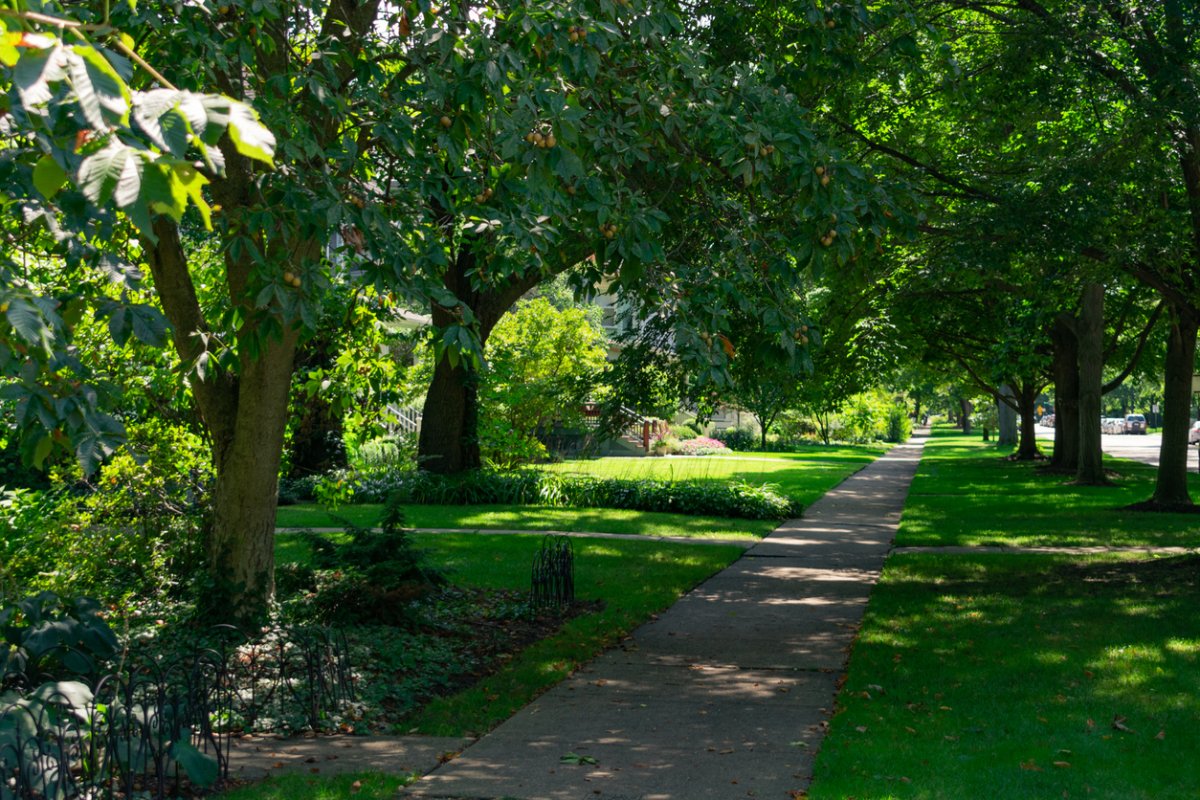 fast growing shade trees residential sidewalk lined with shady trees