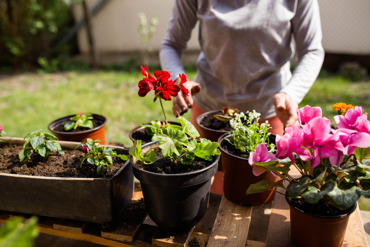 iStock-1221999299 revive overwinterized plants woman placing plants outside