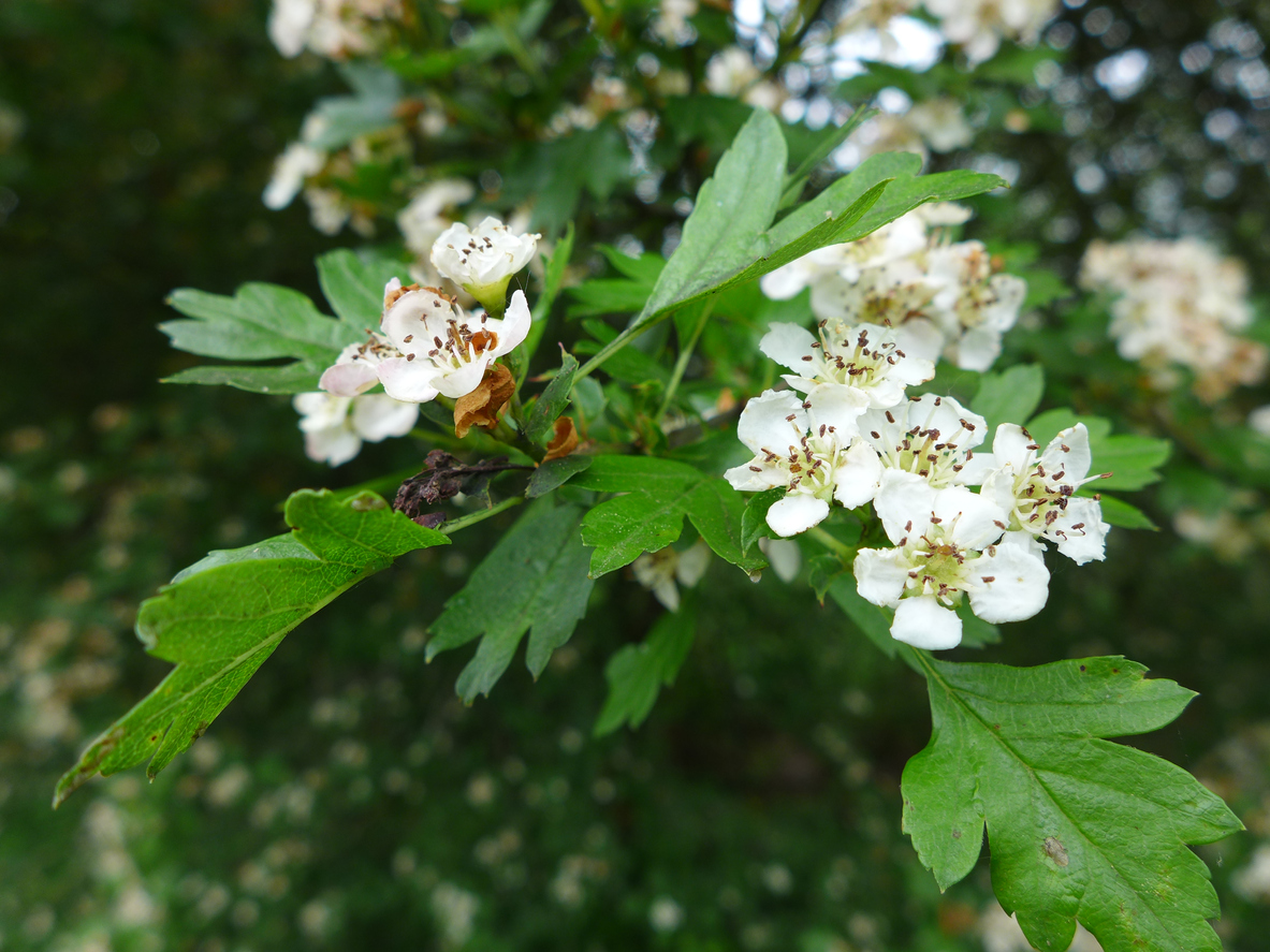 fast growing shade trees washington hawthorn white flowers