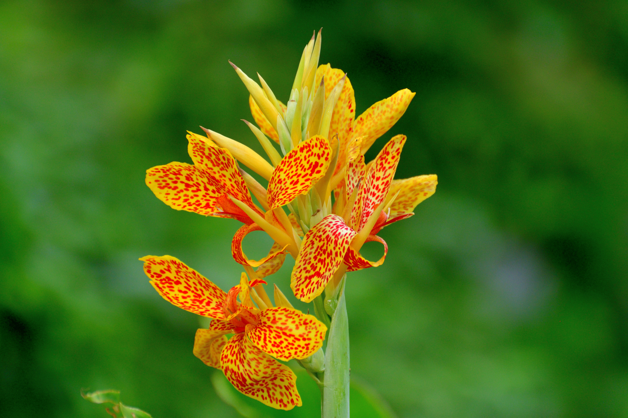 iStock-1271316213 patio plants canna lily