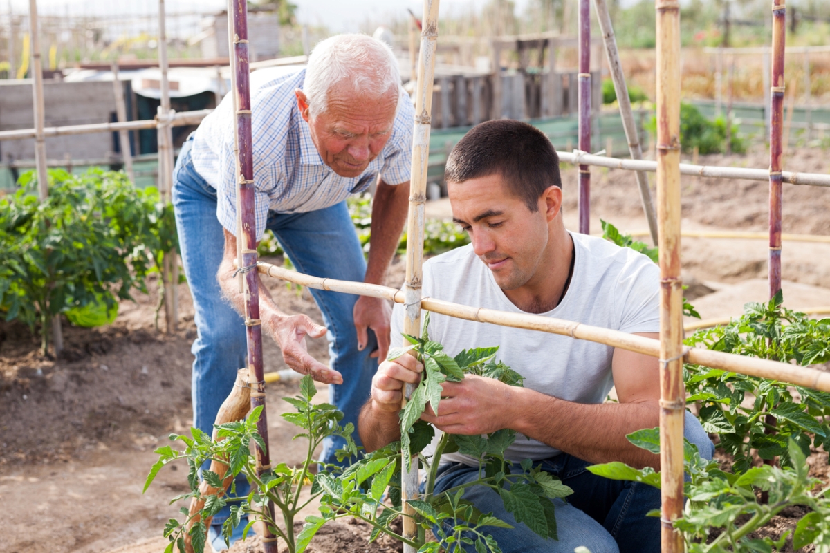 free ways to start a garden - two men tying tomato trellis