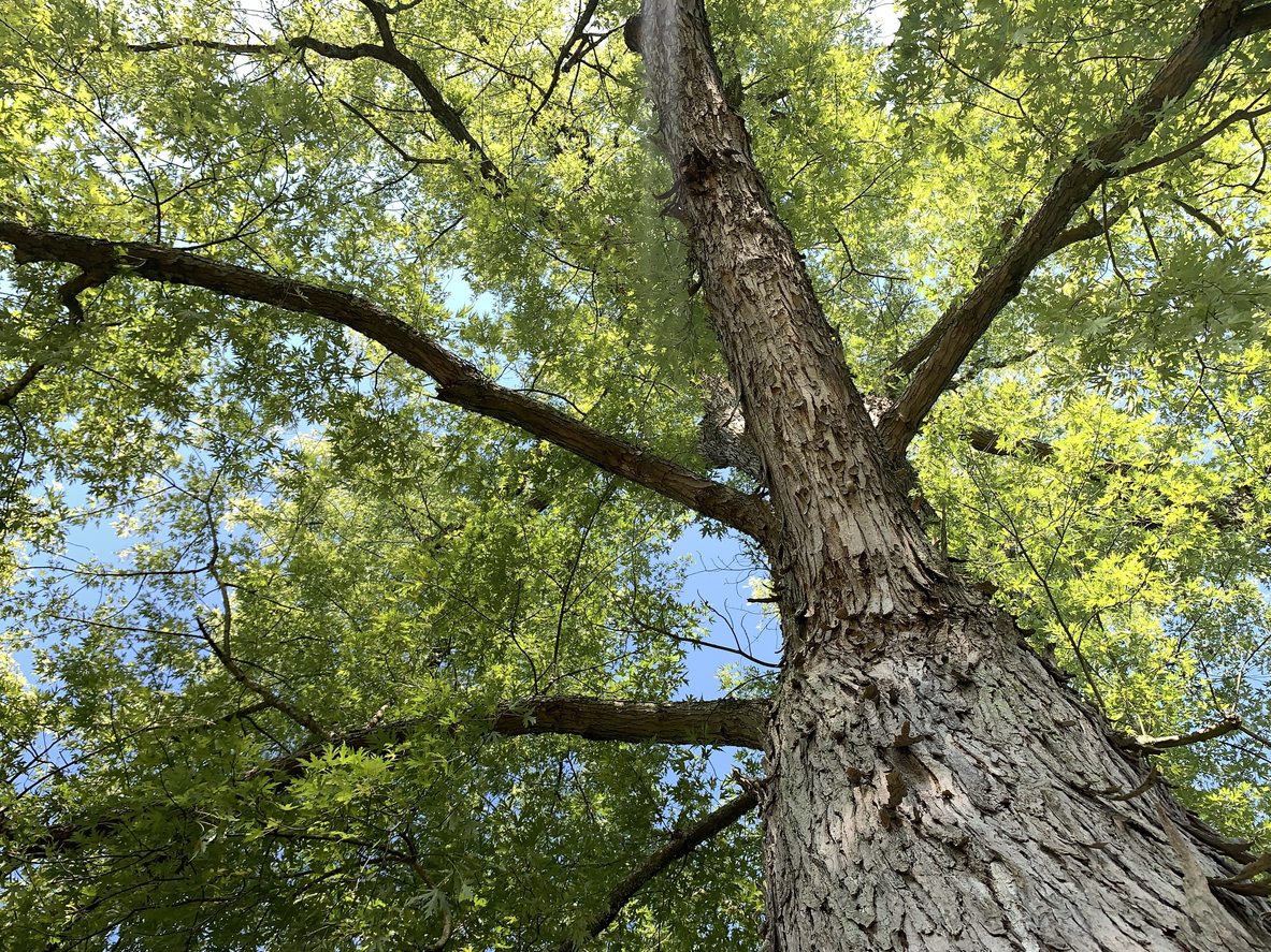 fast growing shade trees silver maple