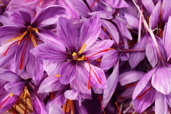 How to Grow Saffron at Home - Bob Vila