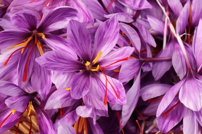 How to Grow Saffron at Home - Bob Vila