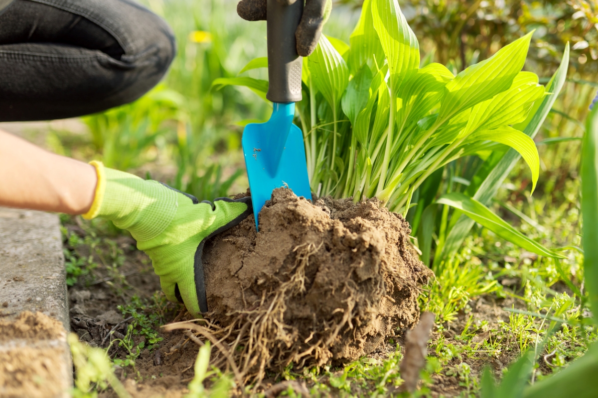 free ways to start a garden - gardener using tool to divide plants