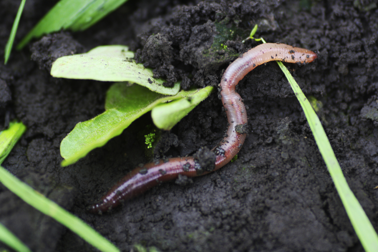 iStock-1299897834 eathworm benefits earthworm in damp soil