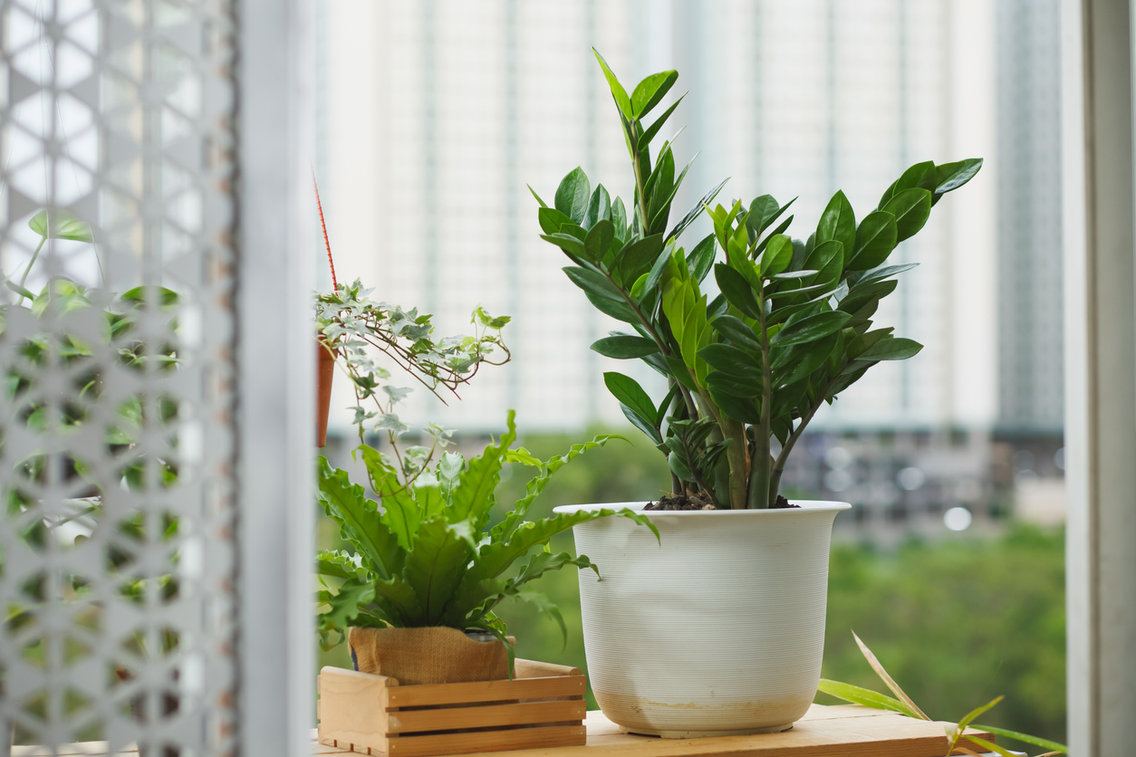 low light house plants zz plant in white pot indoors