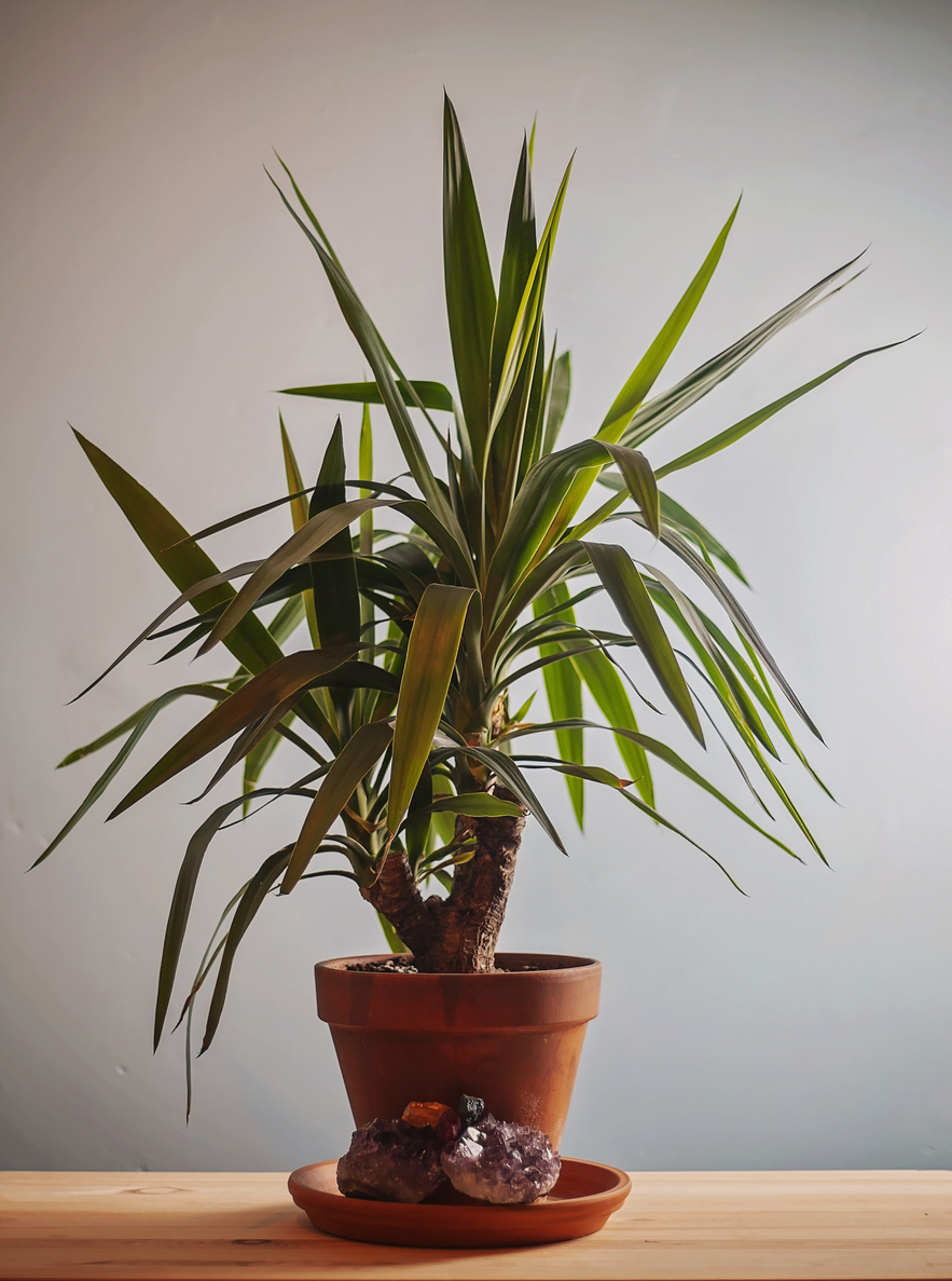 low light house plants spineless yucca potted