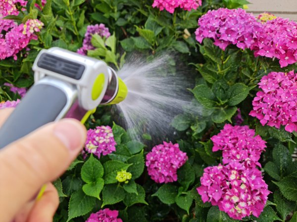 best time to water plants - watering hydrangea along house foundation