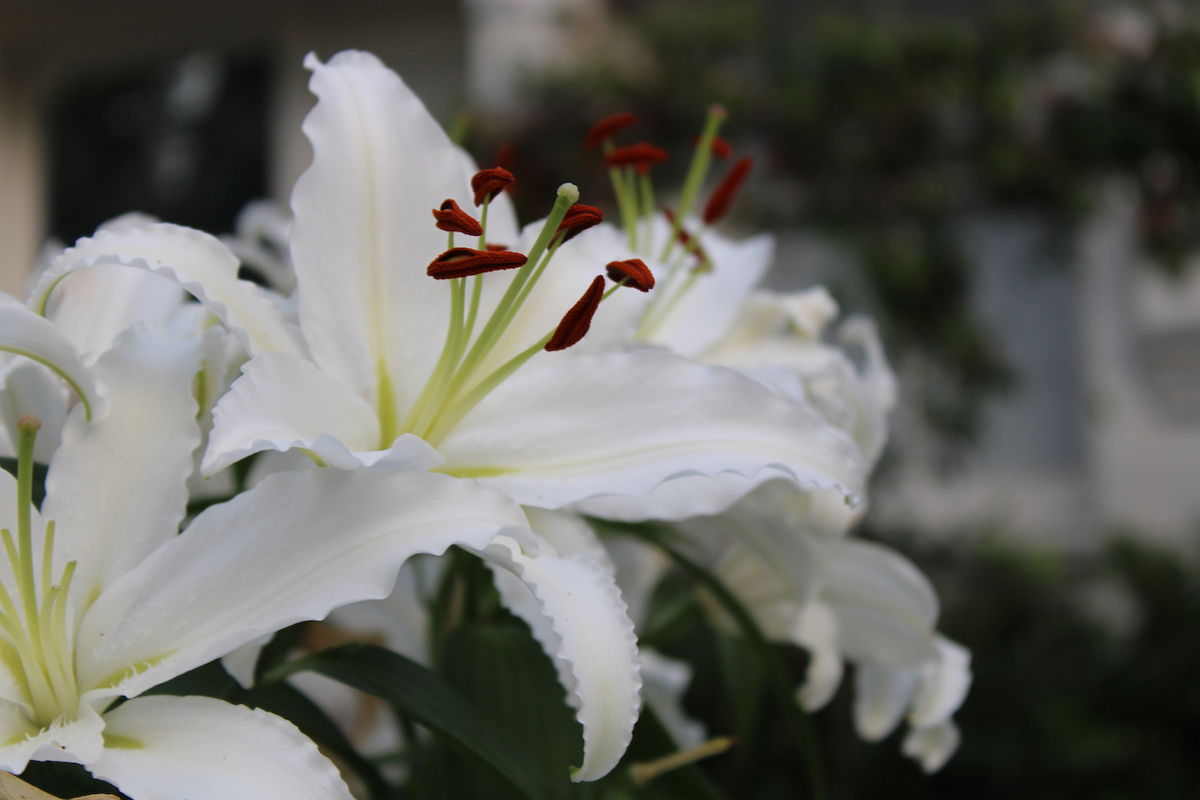 moon garden white blooming flowers in the evening