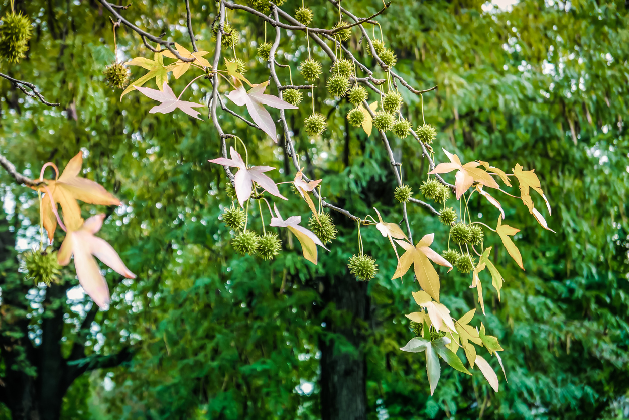 fast growing shade trees sweetgum leaves and blossoms