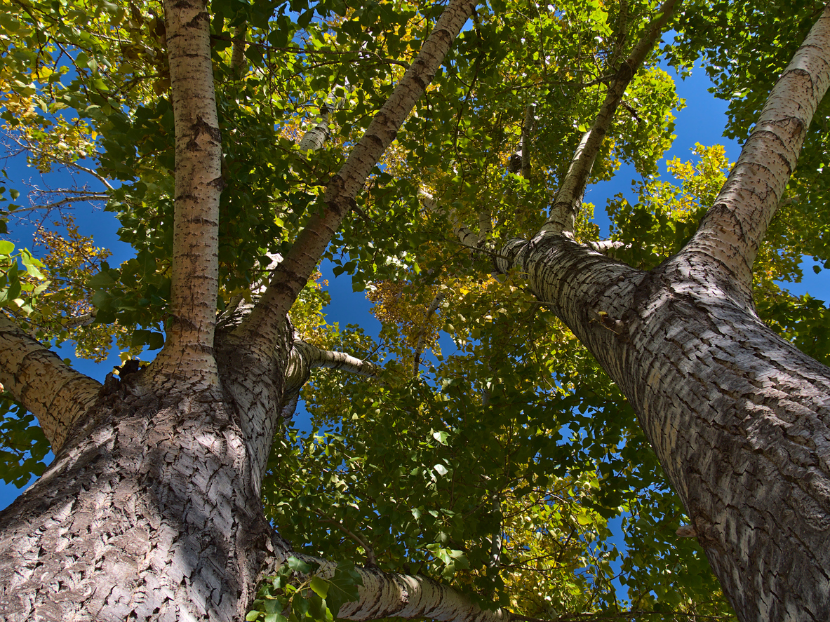 fast growing shade trees quaking aspen