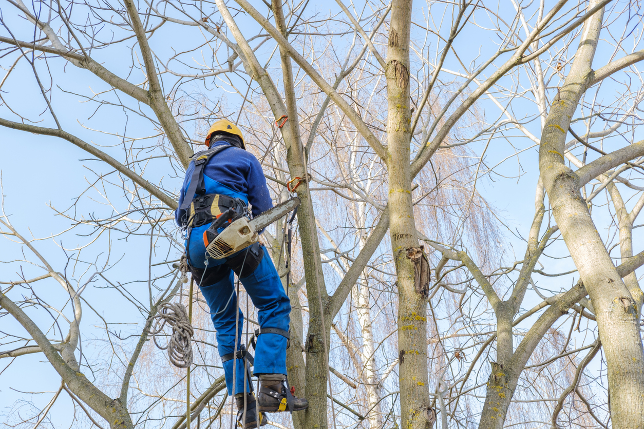 iStock-1354075918 things a landscaper can do Professional cutting tree hanging on large bare branches of nut tree