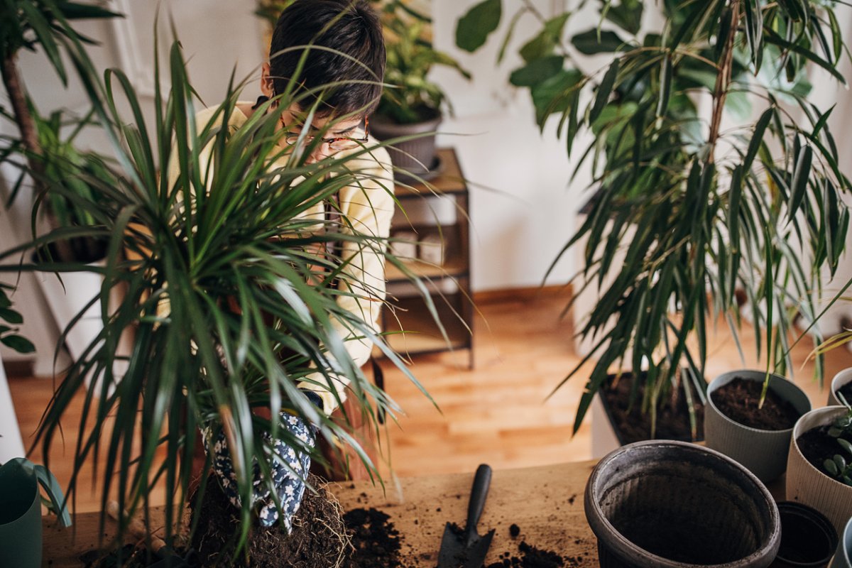 low light house plants woman potting spider plant room full of plants