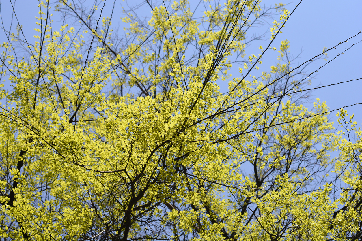 fast growing shade trees hackberry