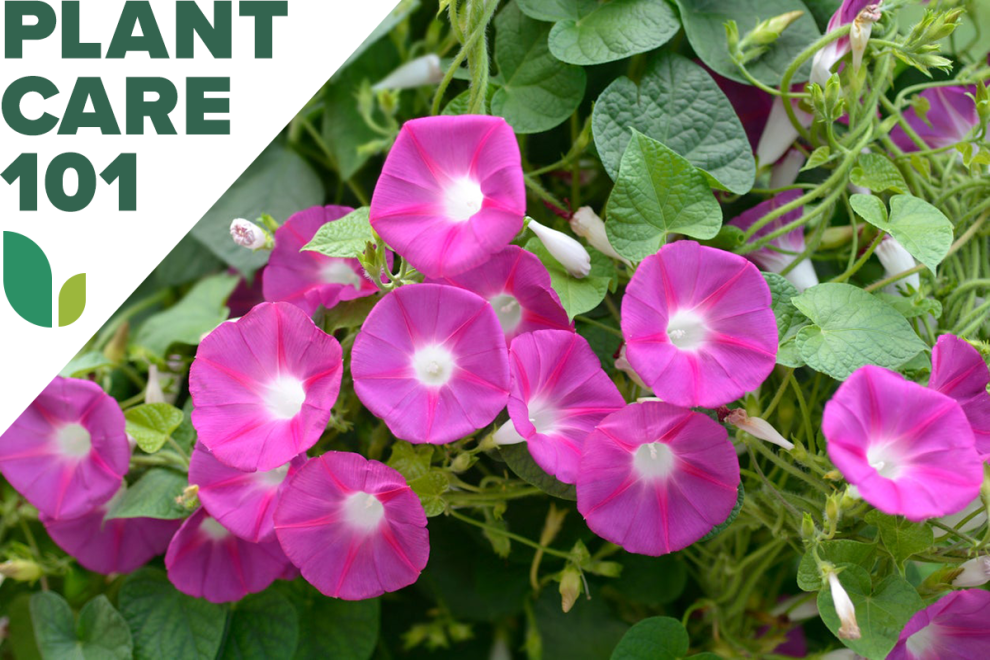 Morning Glory Care 101: How to Grow Morning Glories - Bob Vila