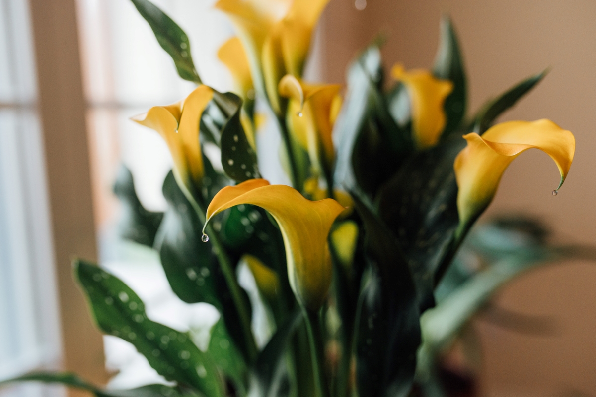 calla lily care - yellow calla lily plant indoor