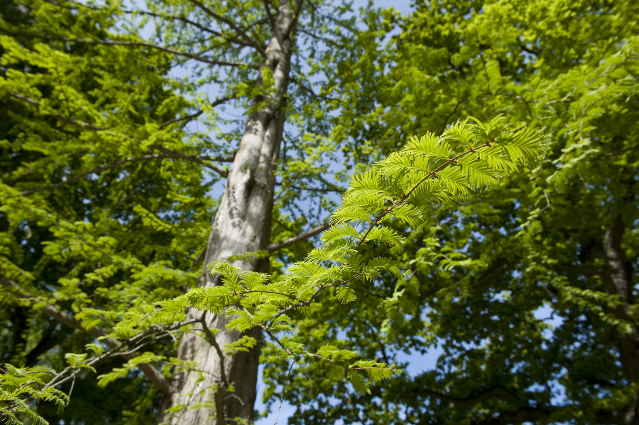 fast growing shade trees redwood tall trunk with branches leaves