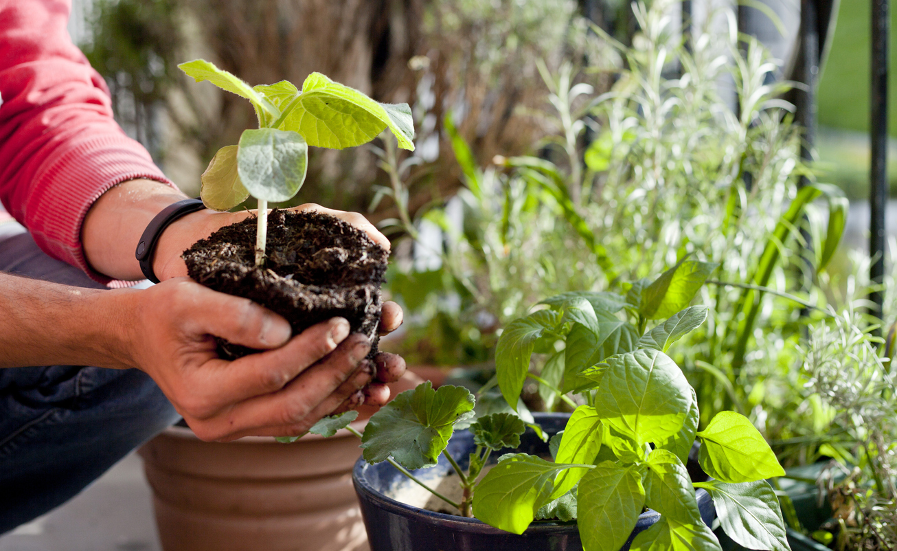 iStock-1372910043 revive overwintered plants repotting the plants Geranium, Pelargonium, pepper plants, squash seedlings and young cucumber plants