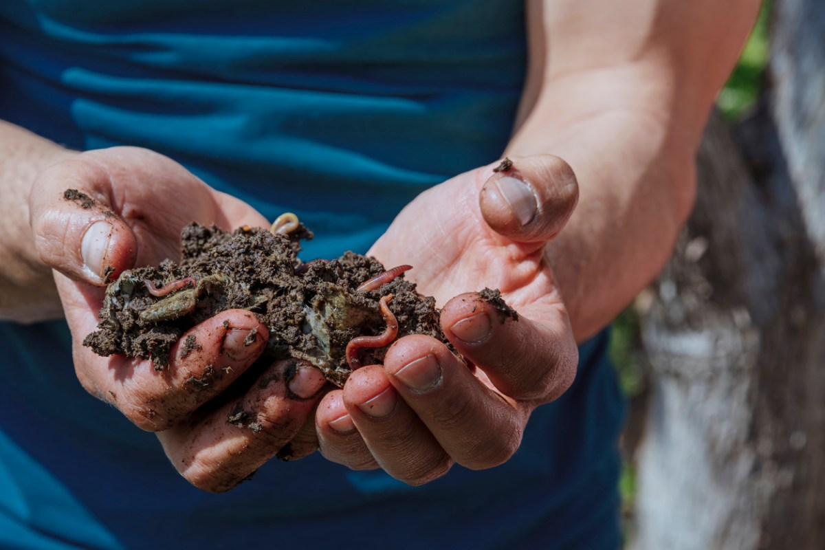 iStock-1380448772 earthworm benefits Hands holding worms with soil