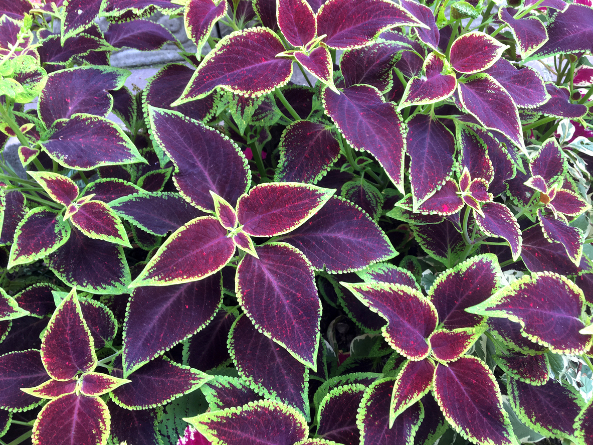 Coleus plants on patio.