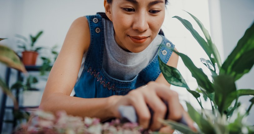 houseplants-dust-young-woman-dusts-the-leaf-of-a-plant