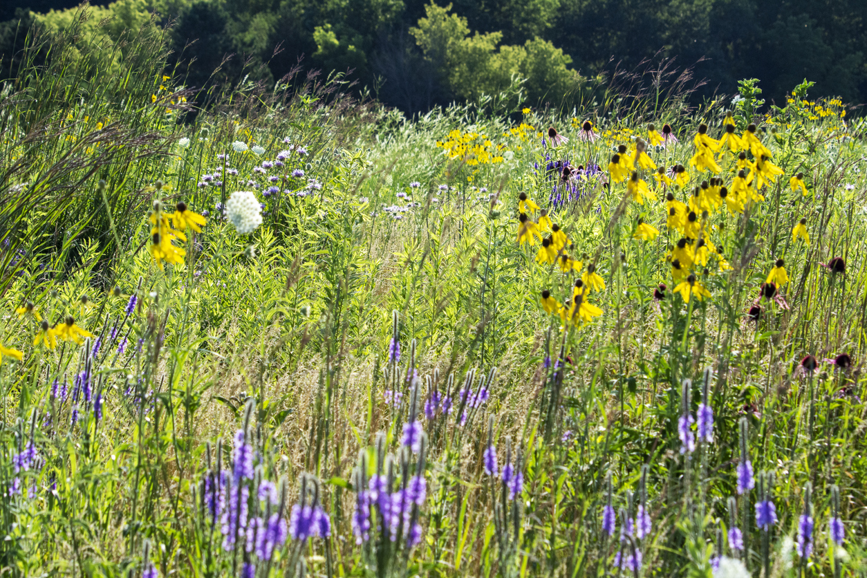 iStock-1413188728 save money on gardening A view of meadow filled with butterfly attracting flowers