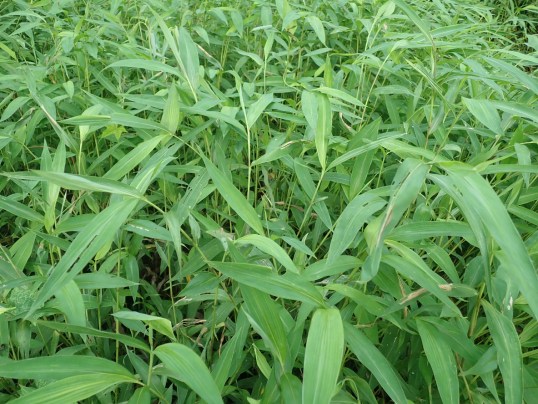 Stiltgrass: The New Invasive Weed That's Set on Taking Over Your Garden ...