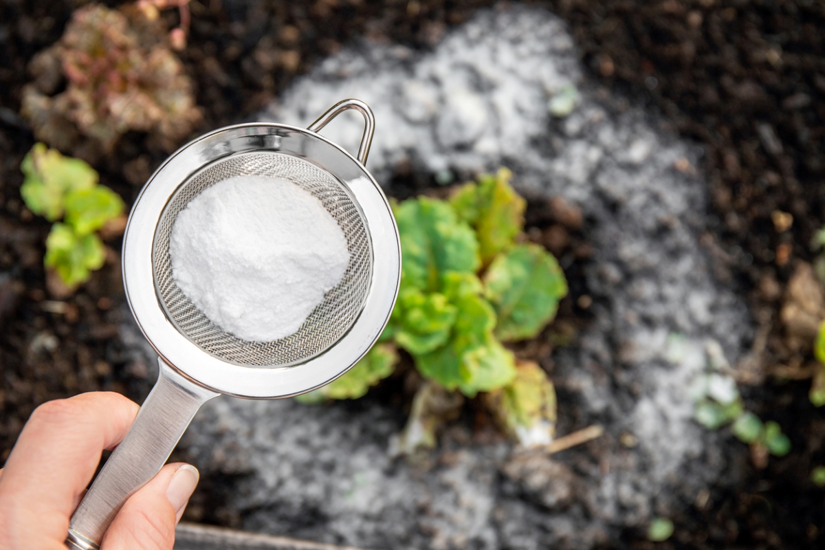 free ways to start a garden - using baking soda around plants