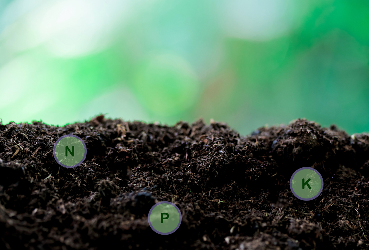 iStock-1431937115 earthworm benefits Rich soil and nature background with all the elements