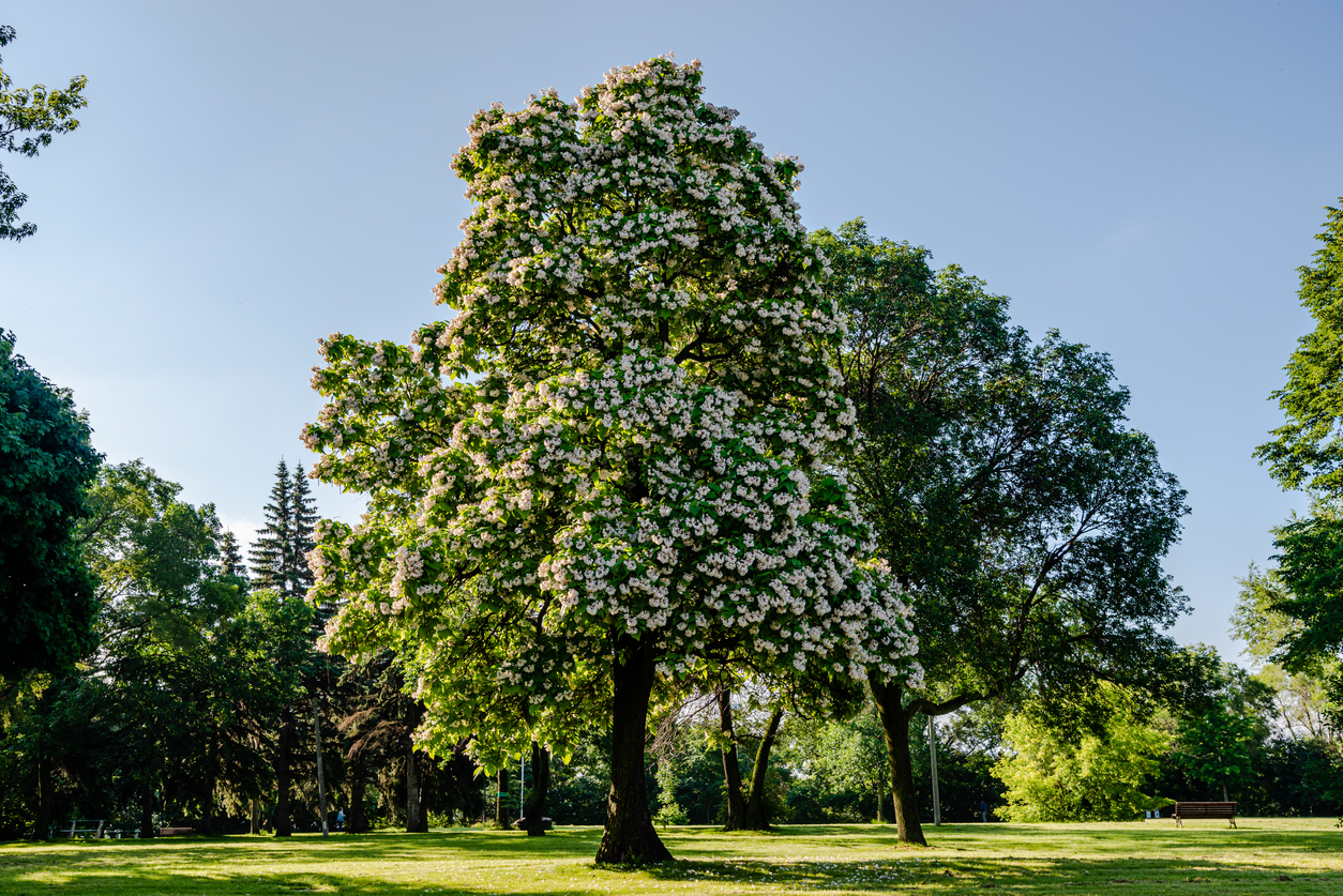 fast growing shade trees northern catalpa