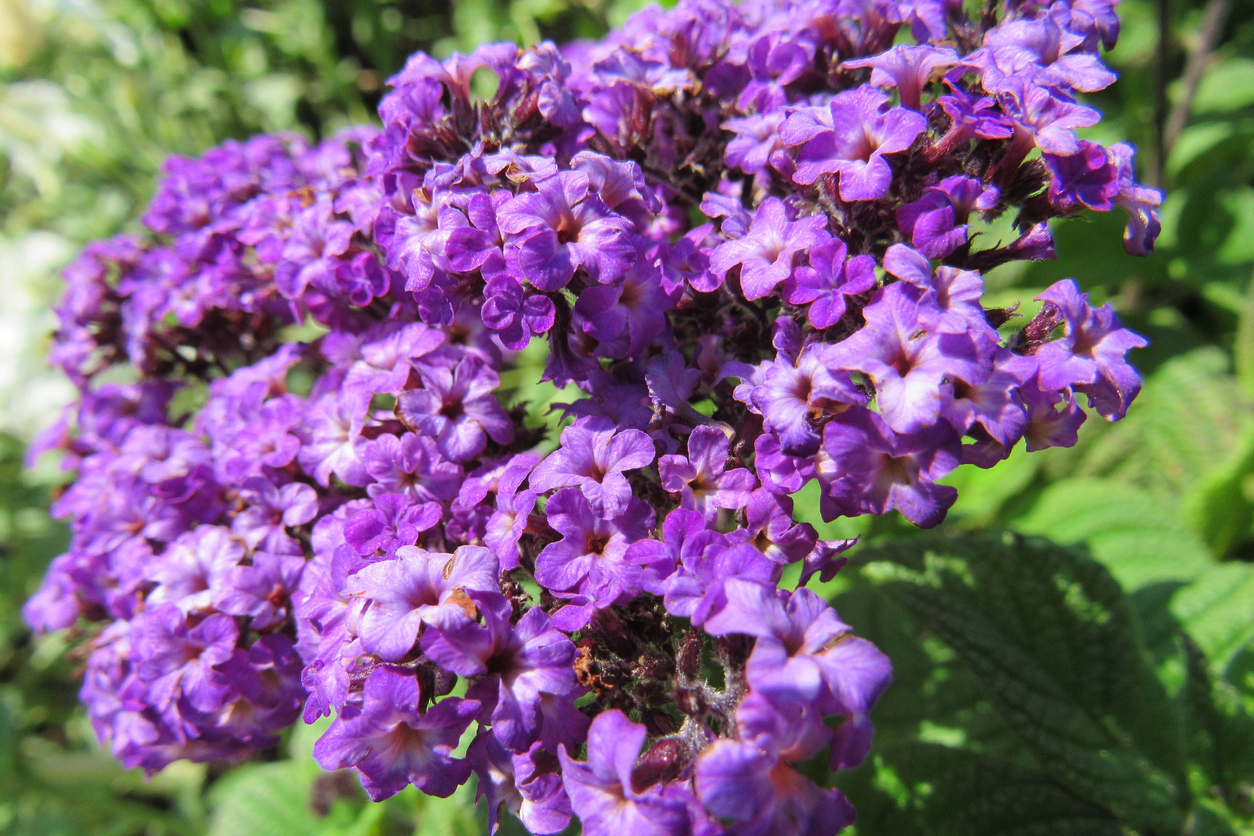 iStock-1447846610 patio plants heliotrope flowers