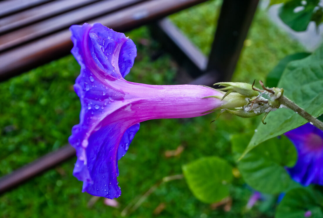 iStock-1452515088 morning glory care side view close up of morning glory flower