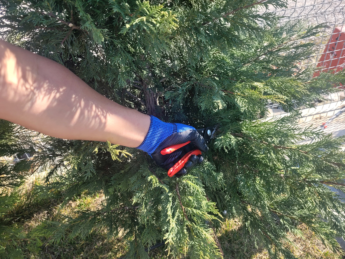 iStock-1468539098 pruning mistakes man pruning a tree with pruning shears