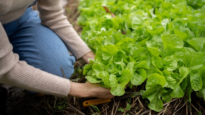 types of asian greens - woman harvesting greens in garden