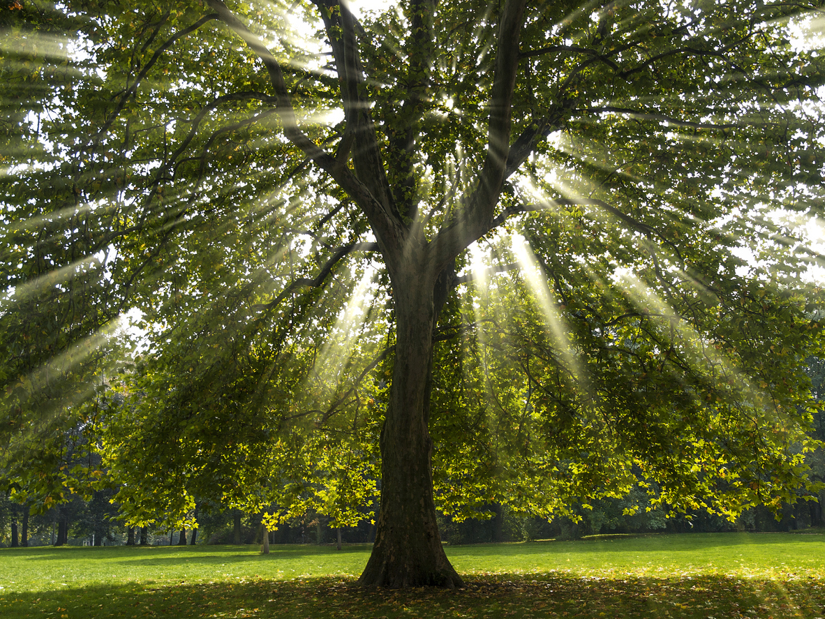 fast growing shade trees american sycamore in park