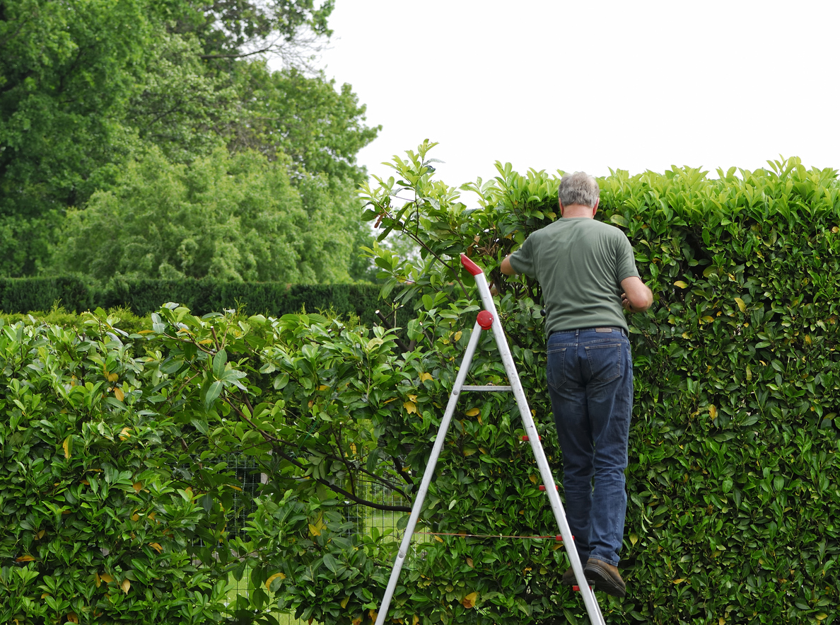 8 Pruning Mistakes to Avoid in Your Plant Care Routine