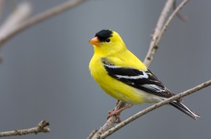 6 Birds That Get Their Coloring From the Food They Eat and What to Feed ...