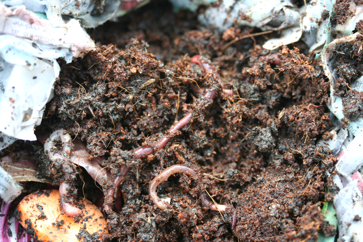 7 Reasons to Love Earthworms—and How to Attract More to Your Garden ...