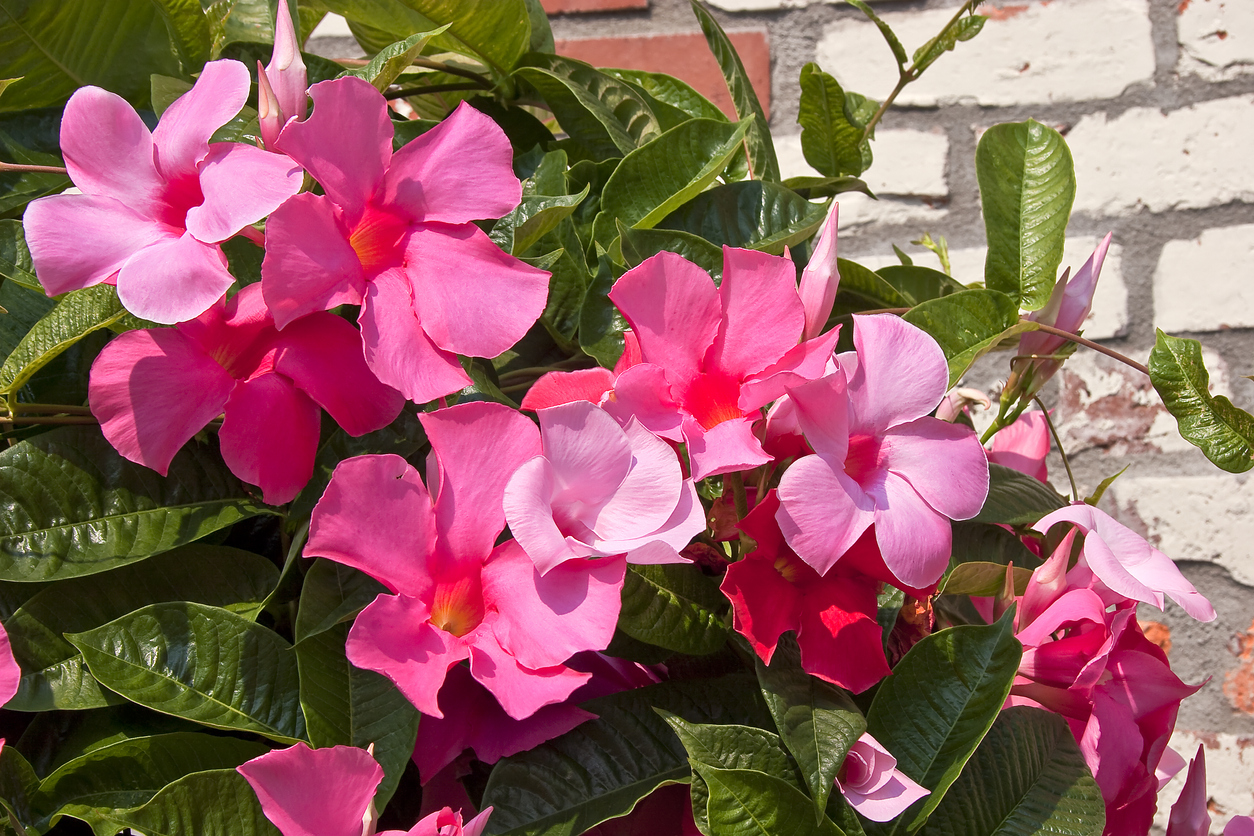 iStock-178089609 patio plants mandevilla plant