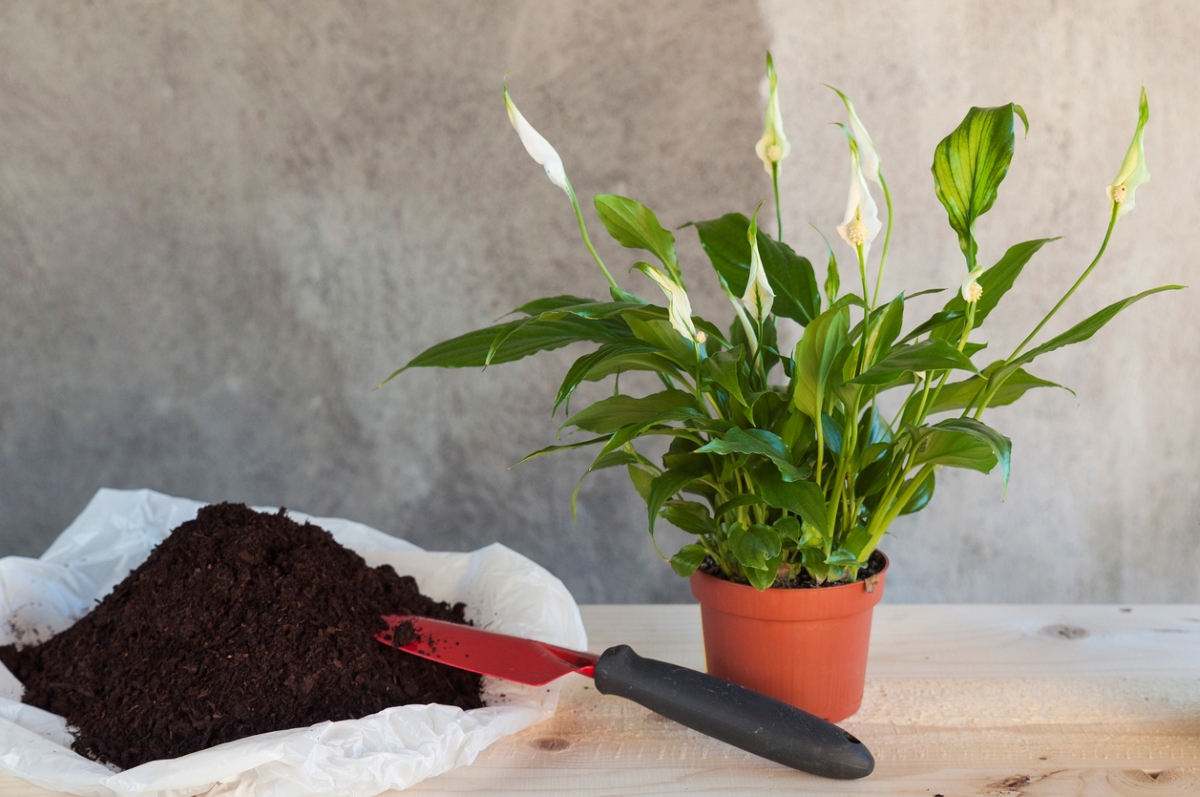 calla lily care - potted calla lily next to soil