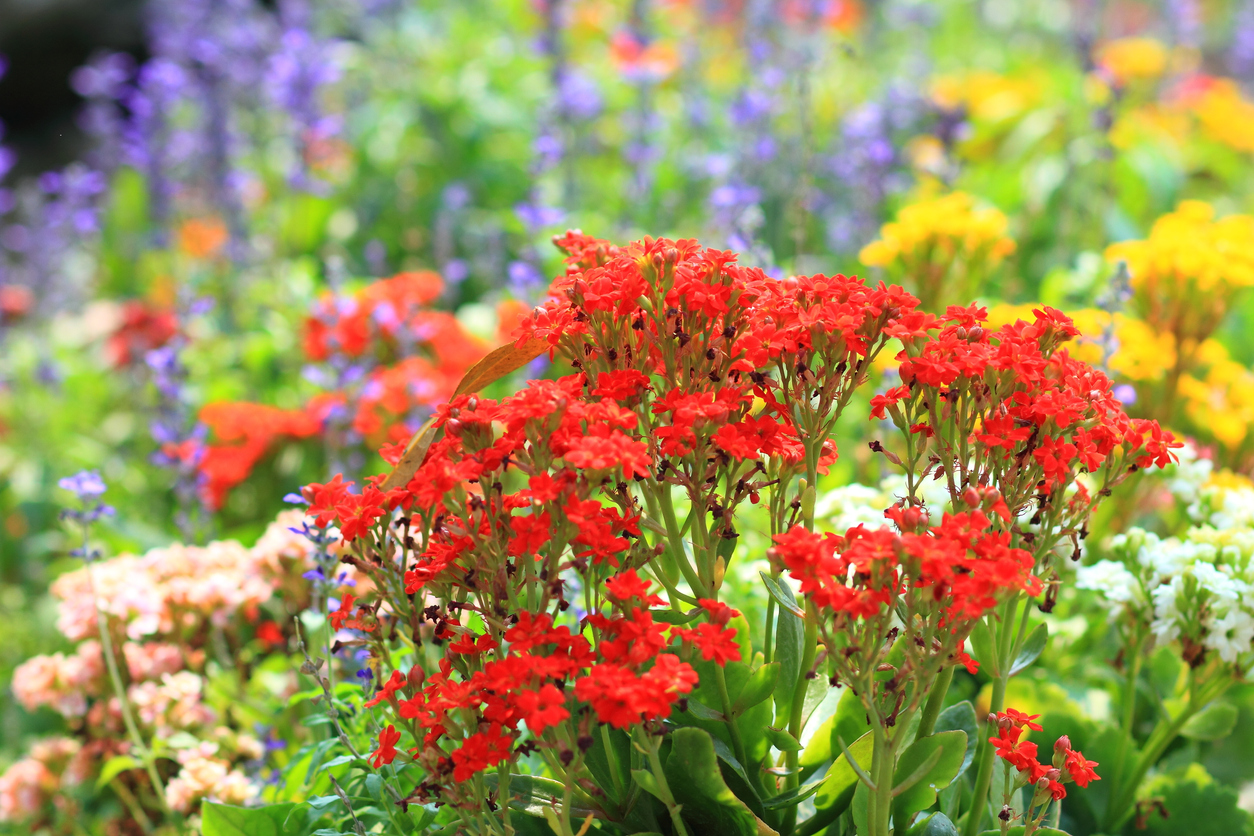 iStock-484103585 organic gardening tips sweet alyssum